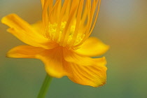 Globeflower, Trollius chinensis, yellow flower showing stamens and stigma.