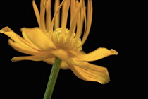 Globeflower, Trollius chinensis, yellow flower showing stamens and stigma against a solid black background.