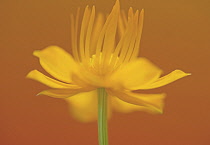 Globeflower, Trollius chinensis, yellow flower showing stamens and stigma.