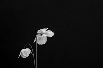 Welsh poppy, Meconopsis cambrica, black and white of 2 flowers against a large area of solid black.