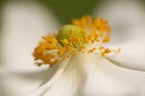 Japanese anemone, Anemone x hybrida 'Honorine Jobert', close up view showing orange stamen.