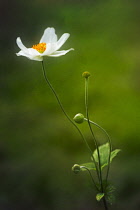Japanese anemone, Anemone x hybrida 'Honorine Jobert', side view of a single flower stem and buds against a dappled green background.