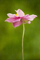 Anemone hupehensis var. japonica, Side on view of a single pink japanese anemone, shot against a painterly effect green background.