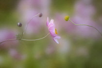 Japanese anemone and Anemone hupehensis var. japonica. A single flower with buds of flower stem leaning across towards a flower that has shed its petals, shot against a soft focus background of other...