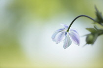 Wind flower, Anemone leveille back view showing lilac underside of white flowers against an out of focus green and yellow dappled background.