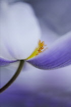 Anemone 'Wild Swan' close view from side showing stamen and grey-blue streak on the underside of the white petals.