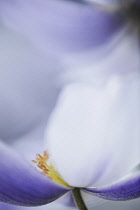 Anemone 'Wild Swan' close view from side showing stamen and grey-blue streak on the underside of the white petals.