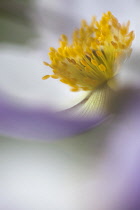 Anemone 'Wild Swan' close view from side showing stamen and grey-blue streak on the underside of the white petals.