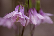 Columbine, Aquilegia vulgaris, Close view of pale pink sharp focus flower with others on the stem soft behind, Staffordshire, England.