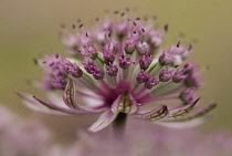 Masterwort, Astrantia major 'Pink penny', close up side view of pink and green flower head.