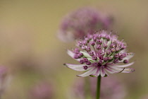 Masterwort, Astrantia major 'Pink penny', side view of pink and green flower head with others soft focus behind.