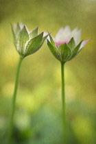 Masterwort, Astrantia major, two flowers opening and leaning towards each other against a yellow dappled background.