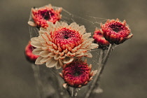 Chrysanthemum 'Brown eyes' Multiple flowerhead of a button chrysanthemum, ponpon flowers with deeper eye covered with dewy spider web.