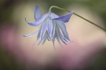 Clematis macropetala 'Wesselton' flower from side view showing the lilac streaked double petals, dappled light behind.