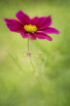 Cosmos bipinnatus, side view of a single deep red flower of against its soft focus feathery foliage.