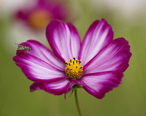 Cosmos bipinnatus 'Candy Stripe' flower with a hoverfly perched on it.