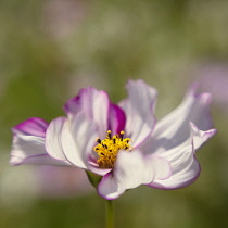 Cosmos bipinnatus 'Rose Picotee' showing its curled striped petals.