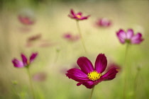 Cosmos bipinnatus 'Rubenza', a deep ruby red flower with others soft focus behind appearing as if in a meadow.