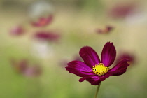 Cosmos bipinnatus 'Rubenza', a deep ruby red flower with others soft focus behind appearing as if in a meadow.