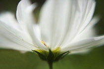 Cosmos bipinnatus 'Purity', close up showing white petals partly in focus.