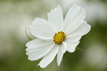 Cosmos bipinnatus 'Purity', single flower showing the yellow stamens in sharp focus, seen against a soft focus background.