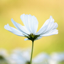 Cosmos bipinnatus 'Purity' against a warm yellow background.