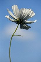 Cosmos bipinnatus 'Purity' seen from underneath against blue sky with a soft white cloud.