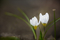 Crocus, two pure white crocuses with leaves.