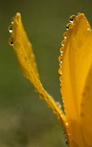 Crocus close up showing orange petals edged with raindrops.