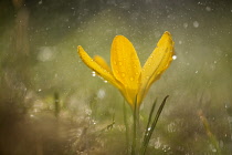 Crocus, yellow flower during rain shower.