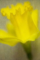 Daffodil, Narcissus close up view, with a textured painterly manipulation effect.