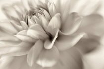 Waterlily type dahlia close up showing petals.