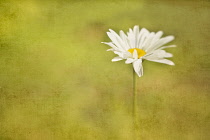 Ox-eye daisy, Leucanthemum vulgare seeming to float out of a soft focus green background, Manipulated painterly effect.