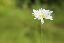 Ox-eye daisy, Leucanthemum vulgare in a soft focus green background.