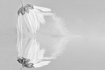 Ox-eye daisy, Leucanthemum vulgare, black & white with a feather on a petal, flower hanging down touching the surface of the water it is reflected in.