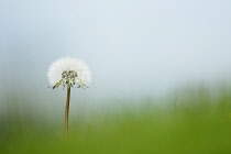 Dandelion,Taraxacum officinale, A single white dandelion clock, seeming to float out of some out of focus grass.