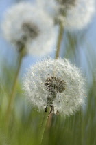 Dandelion,Taraxacum officinale, Three dandelion clocks in grass against blue sky.