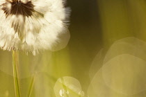 Dandelion,Taraxacum officinale. A single dandelion clock, backlit with lens flare and cropped in the top right hand corner.