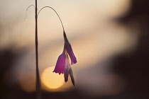 Angel's fishing rod, Dierama pulcherrimum, A single stem against the setting sun.