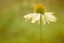 Pale apricot yellow Coneflower, Echinacea purpurea 'Harvest Moon'.