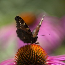 Purple coneflower, Echinacea purpurea flowerhead, against others soft focus behind, peacock butterfly sitting on the stamen of the flower with its curled proboscus is visible.