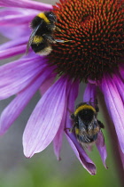 Purple coneflower, Echinacea purpurea flowerhead showing stamen, two bees are collecting pollen from it.