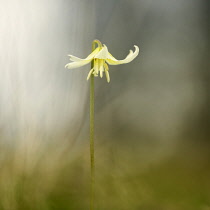 Fawn lily, Erythronium californicum 'White Beauty', a single stem appearing to float out of soft focus background.