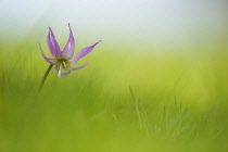 Dogtooth Violet, Erythronium 'Kinfauns Pink', a single stem appearing to float out of soft focus background.