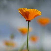 Californian poppy, Eschscholzia californica 'Orange King' with others out of focus in background.