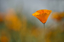 Californian poppy, Eschscholzia californica 'Orange King' with others out of focus in background.