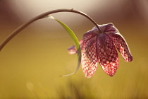 Snake's head fritillary, Fritillaria meleagris, single stem bent over so the flower is turned away, low sun backlight picks up the checkerboard pattern on the petals.