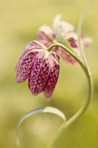 Snake's head fritillary, Fritillaria meleagris, single stem with multiple flowers on it.