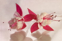 Fuschia, two red and white flowers side by side on a white reflective background.