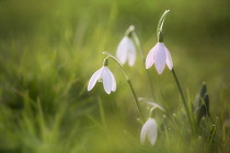 Snowdrop, Galanthus nivalis, A small clump of flowers, only a couple in focus amongst soft focus grass.